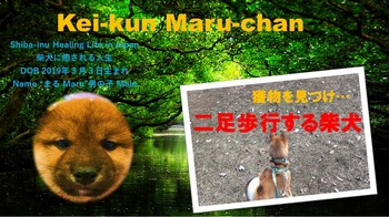 Kei-kun Maru-chan サムネ　二足歩行する柴犬.jpg