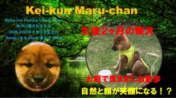 Kei-kun Maru-chan サムネ　初めてのお庭散歩.jpg