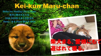 Kei-kun Maru-chan サムネ　愛娘にもてあそばれて寝る.pptx.jpg