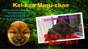 Kei-kun Maru-chan サムネ　柴犬ご飯ちょーだい.jpg