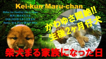 Kei-kun Maru-chan サムネ　柴犬を我が家に迎える.jpg