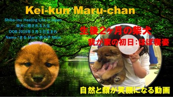 Kei-kun Maru-chan サムネ　柴犬我が家の初日.jpg