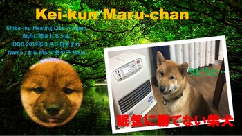 Kei-kun Maru-chan サムネ　眠気に勝てない柴犬.jpg