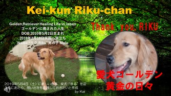 Kei-kun Maru-chan 愛犬・リクの動画（ゴールデンレトリーバー）.jpg